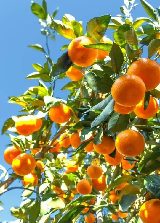Naranja de jugo x kg organica