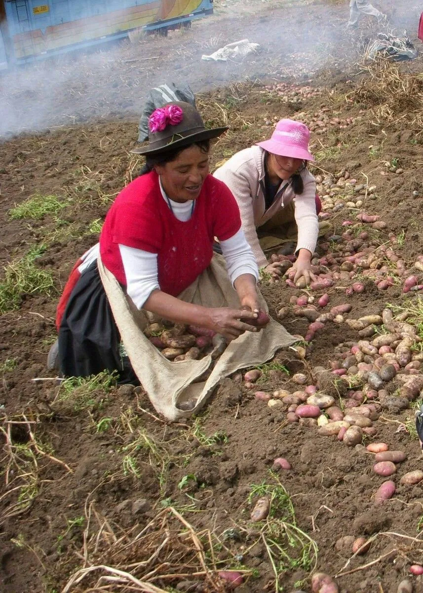 Papin andino x kg agroecologico