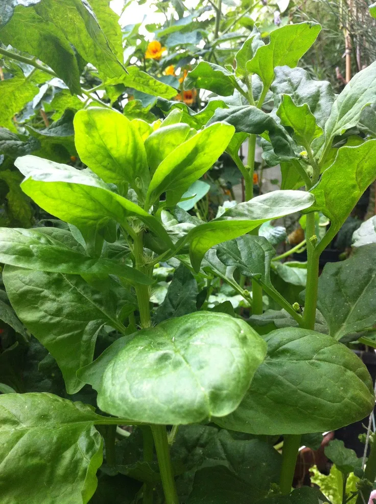 ESPINACA AGROECOLOGICA X ATADO