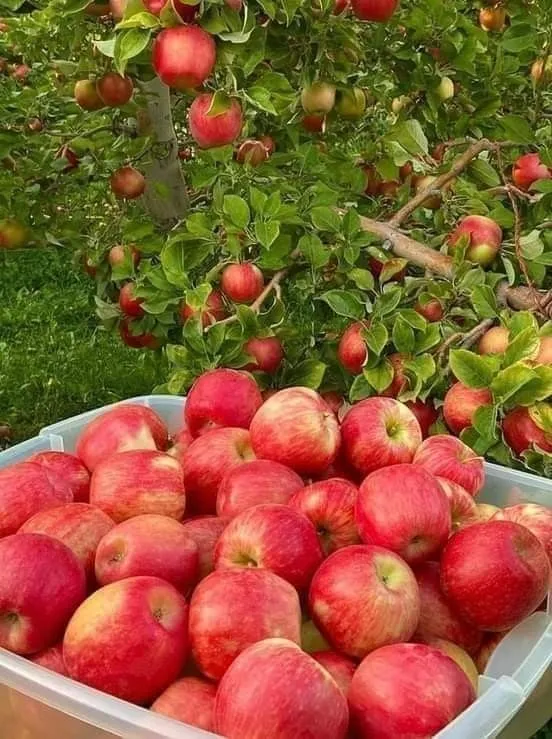 MANZANA PINK ORGANICA X KG.