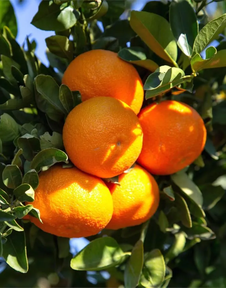 MANDARINA AGROECOLOGICA