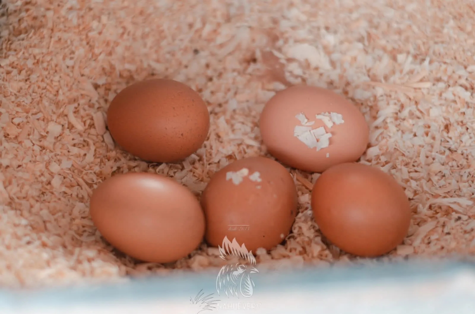 6 HUEVOS DE GALLINA DE PASTOREO