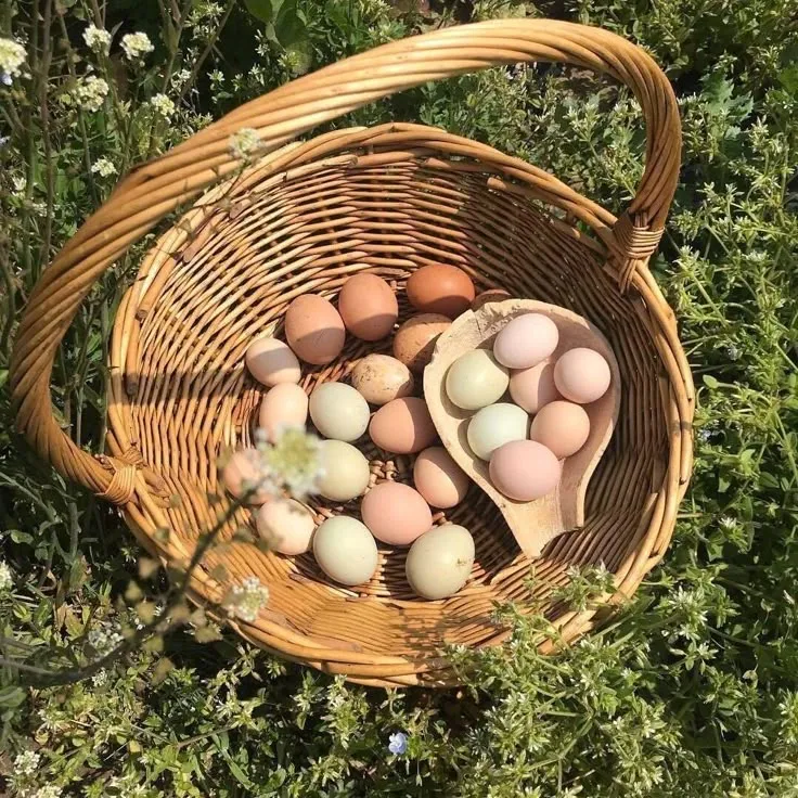 12 HUEVOS DE GALLINA DE PASTOREO